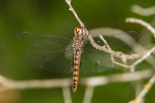 Image de Pantala hymenaea (Say 1840)