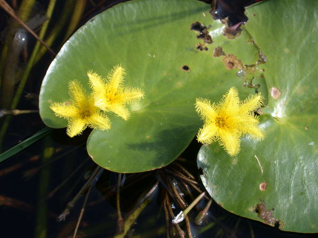 Image of Nymphoides thunbergiana (Griseb.) Kuntze