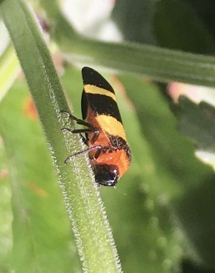 Image of Sphenorhina nigricephala Carvalho & Webb 2004