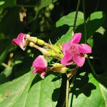 Image of Laubertia contorta (M. Martens & Galeotti) Woodson