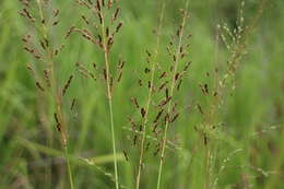 Image of Sorghum nitidum (Vahl) Pers.