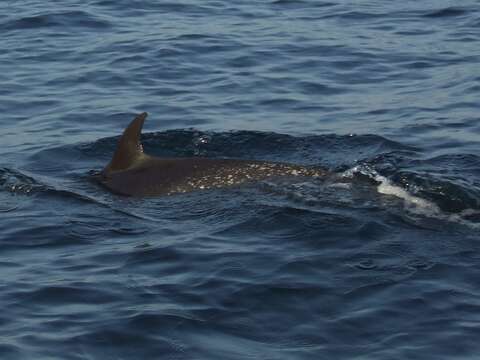 Image of Bridled Dolphin