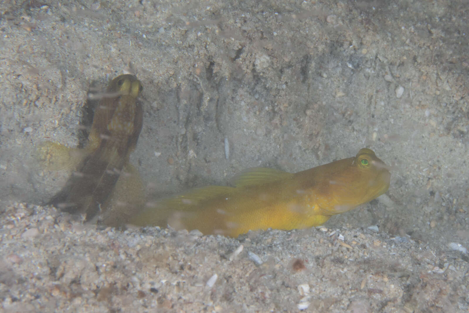 Image of Y-bar shrimp goby