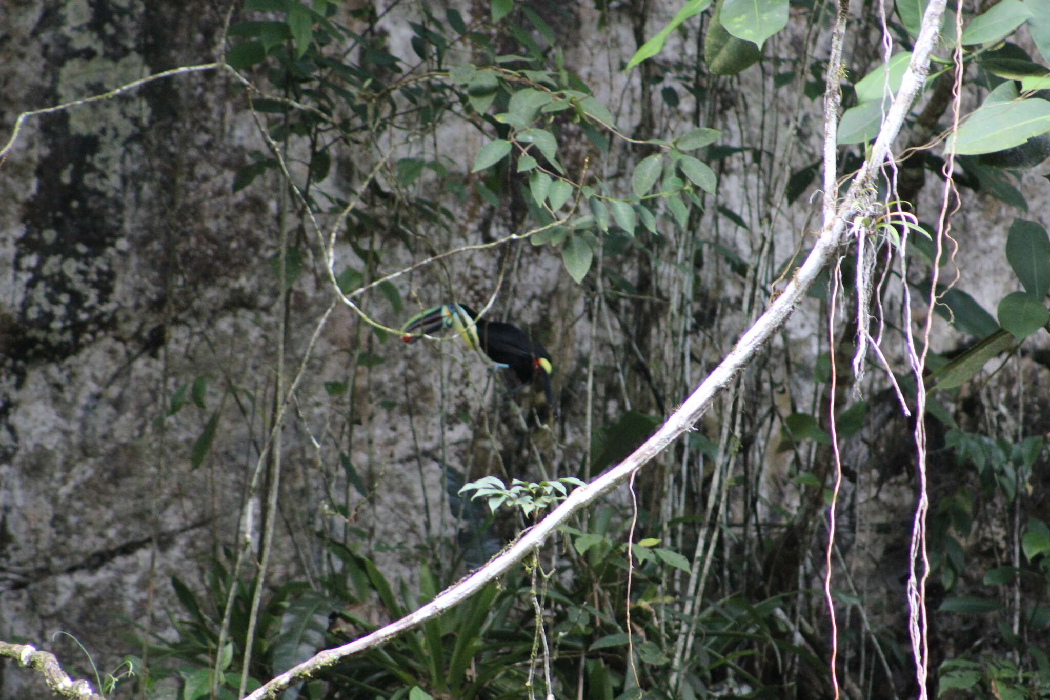 Image of Ramphastos vitellinus citreolaemus Gould 1844