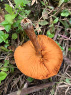 Imagem de Gymnopilus suberis (Maire) Singer 1951