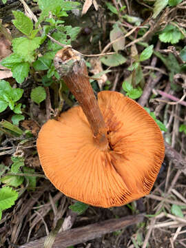 Image of Gymnopilus suberis (Maire) Singer 1951