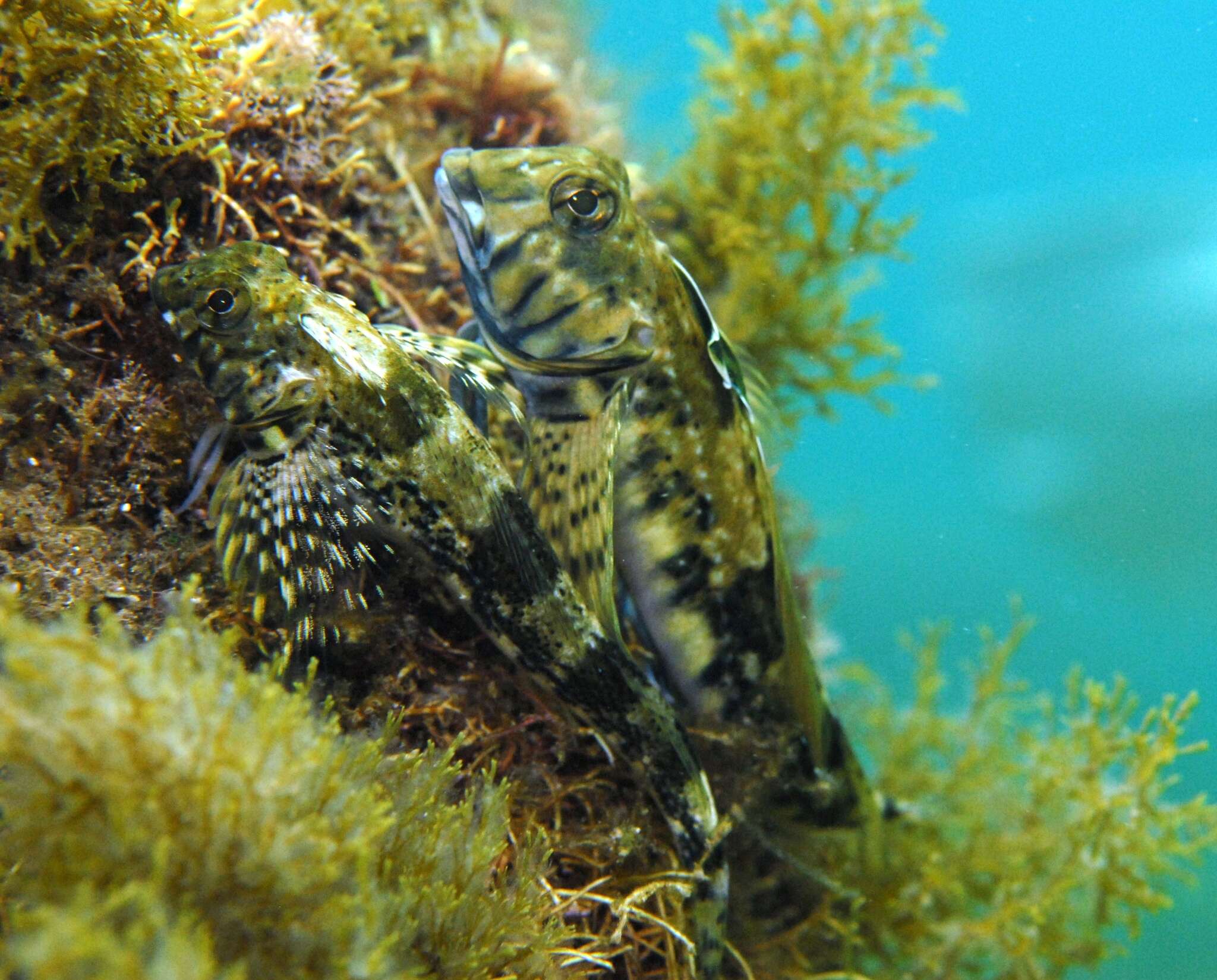 Image of Western Jumping Blenny