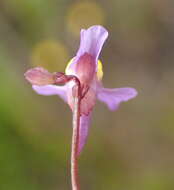 Image of Utricularia welwitschii Oliv.