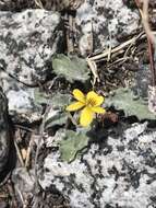 Image of goosefoot yellow violet