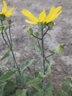 Image of little sunflower