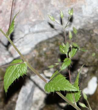 Image de Brickellia subuligera (Schau.) B. L. Turner