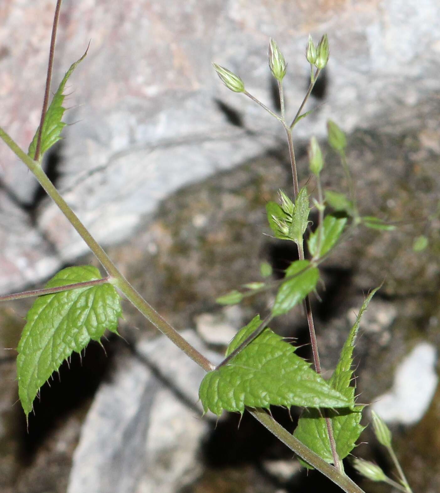 Image of Brickellia subuligera (Schau.) B. L. Turner