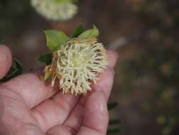 Image of Pimelea lehmanniana Meissn.