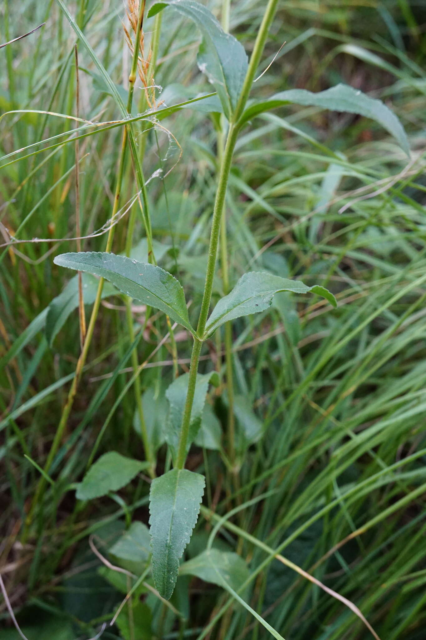 Sivun Veronica orchidea Crantz kuva