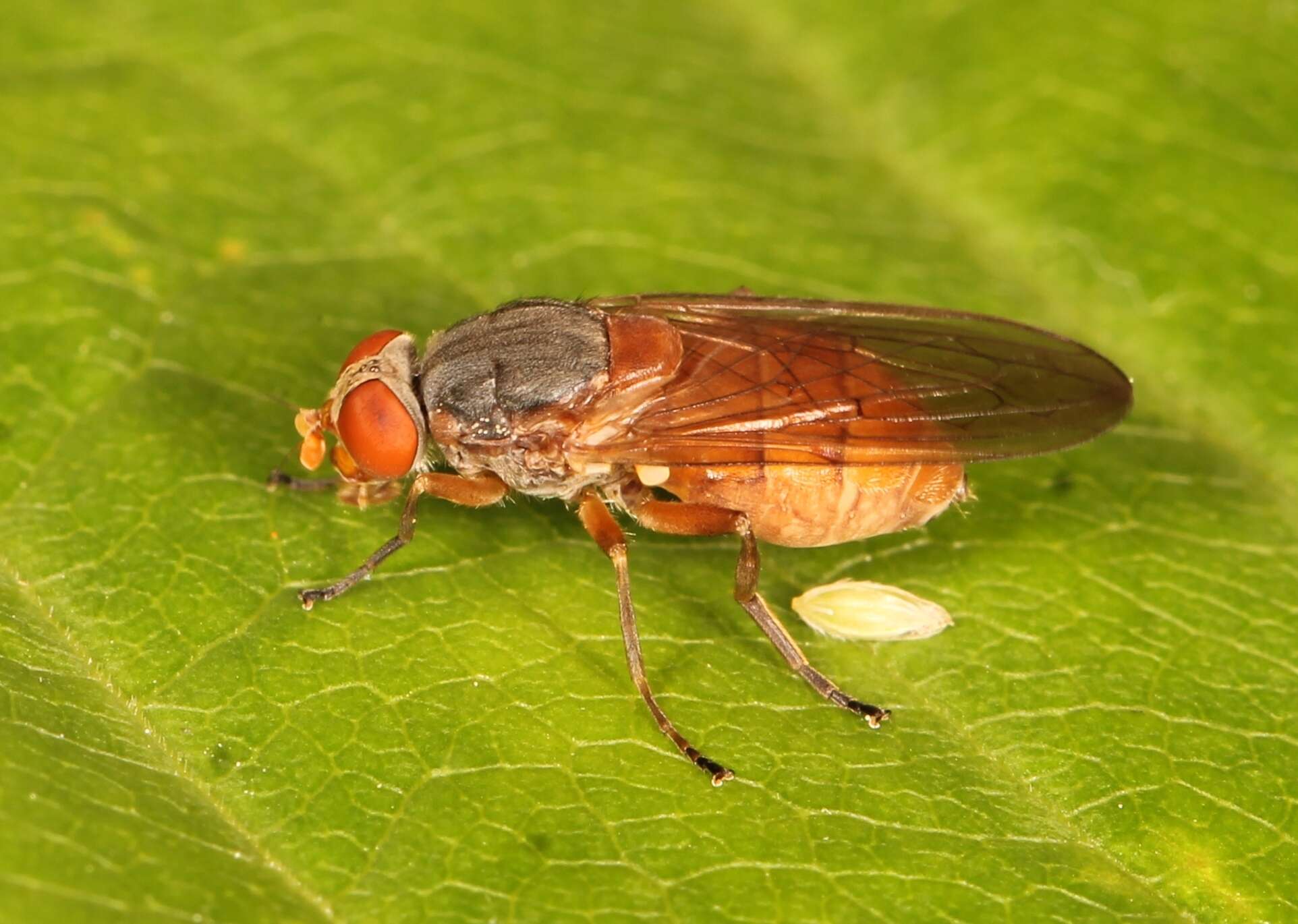 Image of Brachyopa scutellaris Robineau-Desvoidy 1844