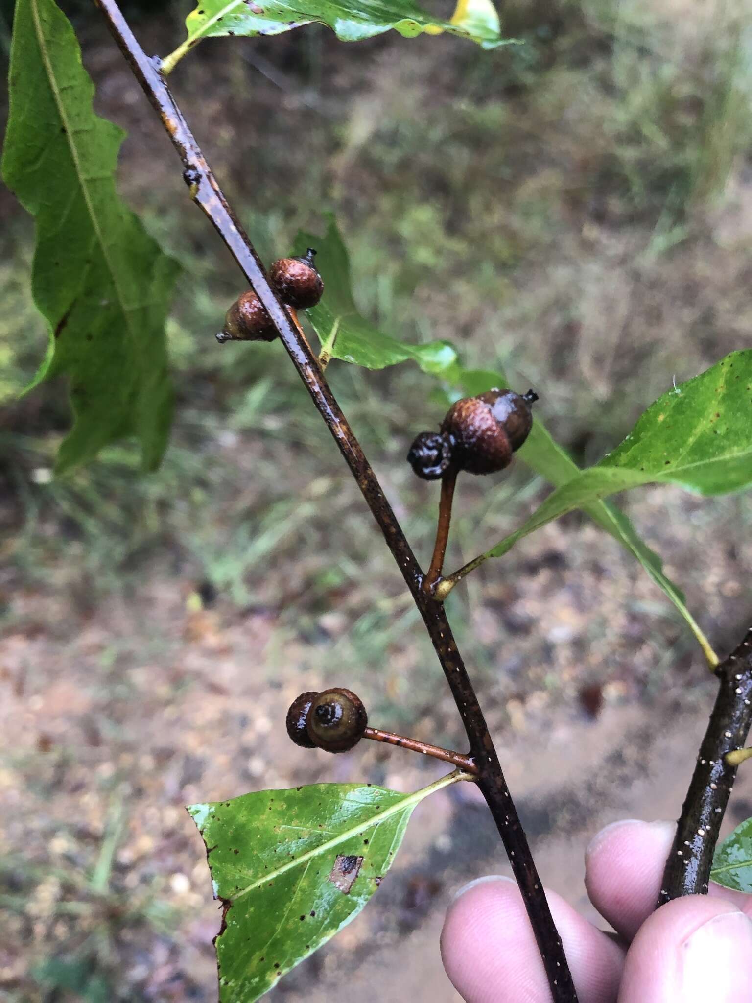 Imagem de Quercus austrina Small