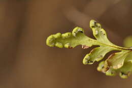 Image de Oeosporangium pteridioides (Reichard) Fraser-Jenk. & Pariyar