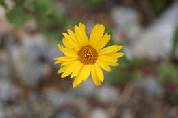 Image of Grindelia subdecurrens DC.