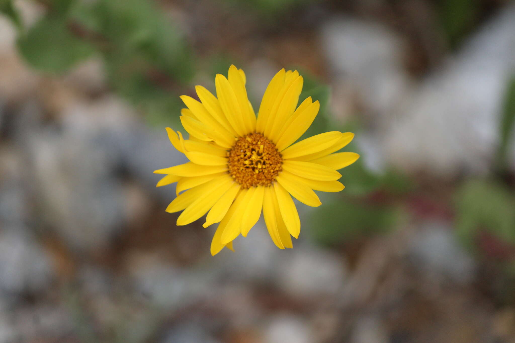 Image of Grindelia subdecurrens DC.