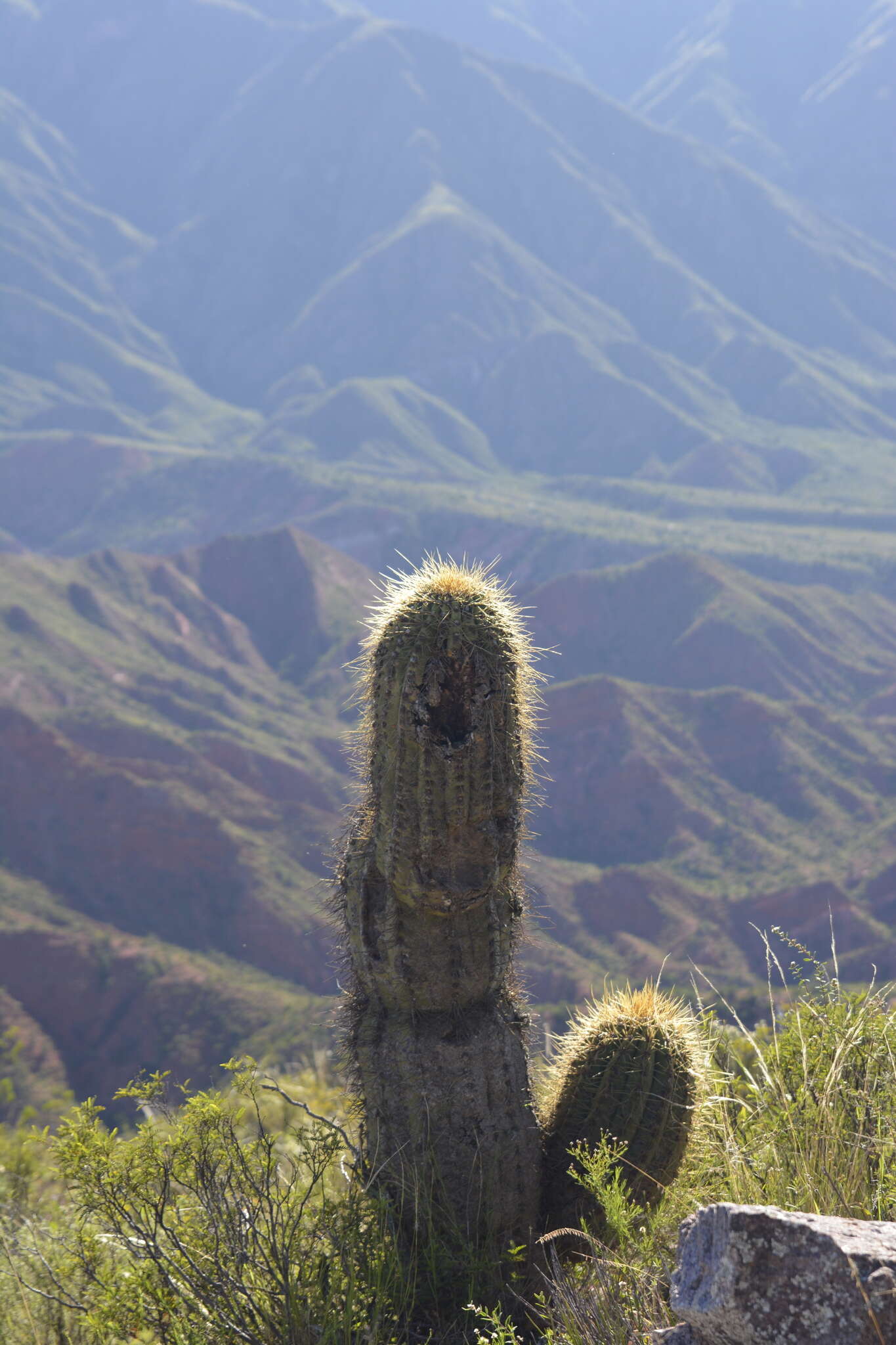 Image of Echinopsis terscheckii (J. Parm. ex Pfeiff.) H. Friedrich & G. D. Rowley