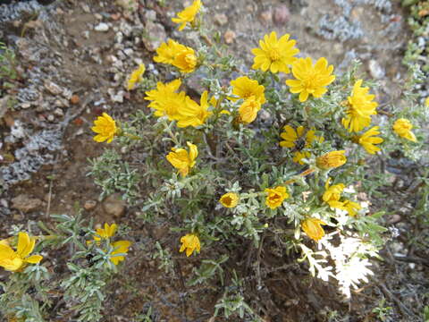 Image of Oedera humilis (Less.) N. G. Bergh