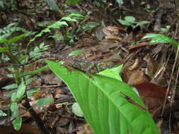 Image of Broad-headed woodlizard