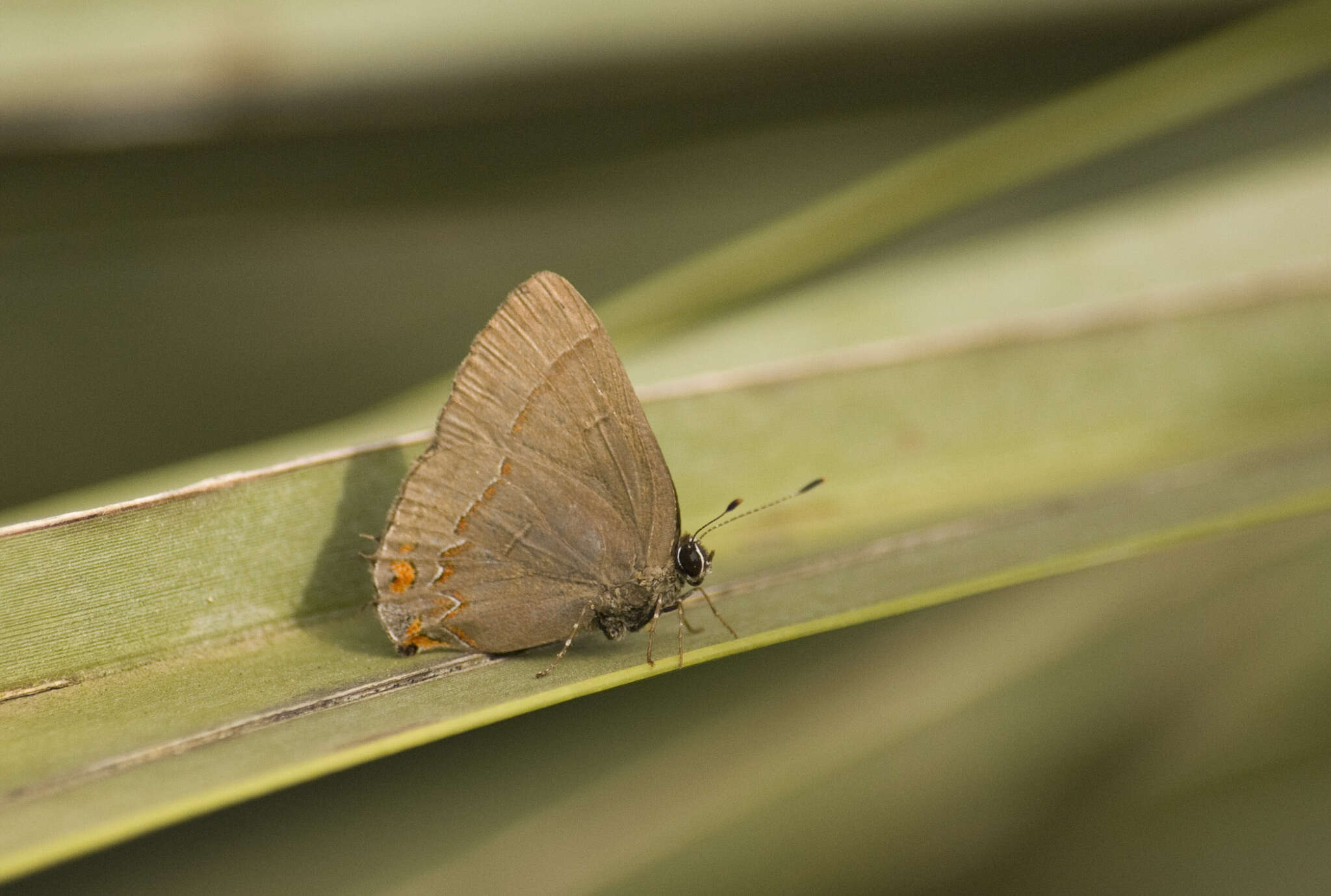 Image of Calycopis caulonia (Hewitson (1877))