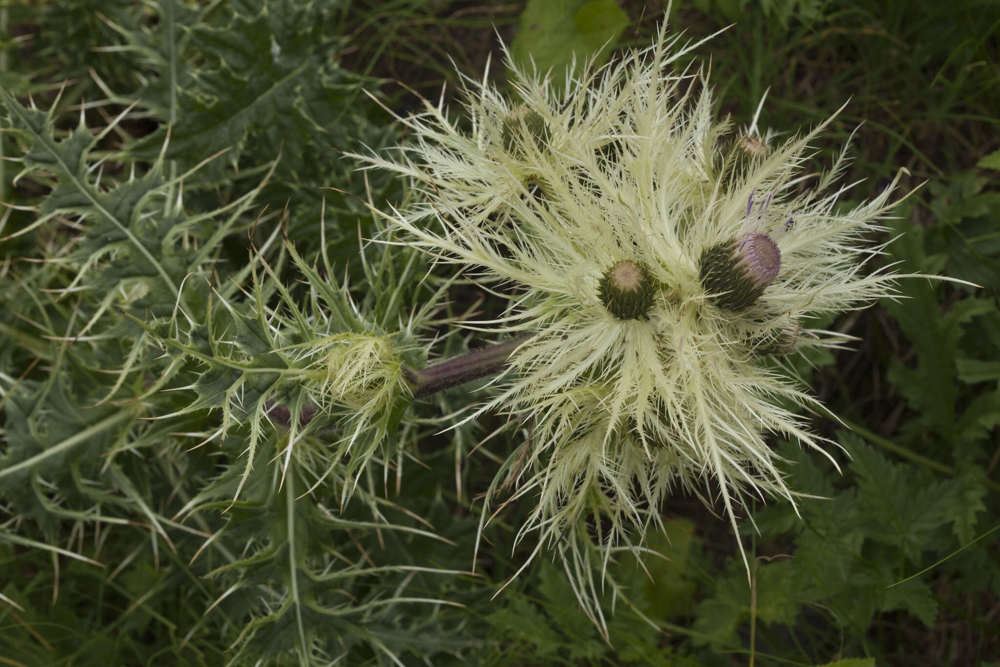 Image of Cirsium obvallatum (M. Bieb.) M. Bieb.