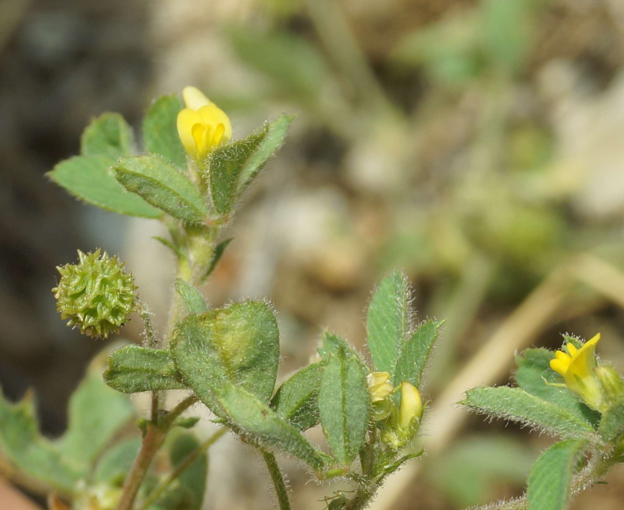 Imagem de Medicago meyeri Gruner