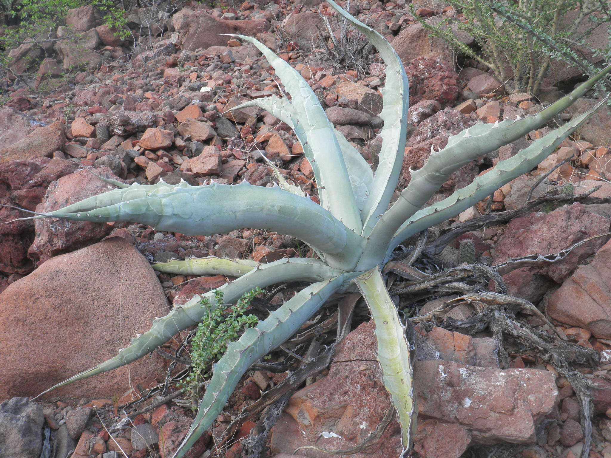 Image of Agave sobria subsp. roseana (Trel.) Gentry