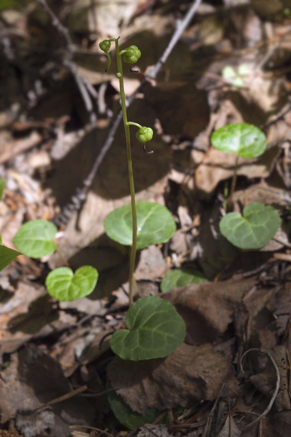 Image of Pyrola renifolia Maxim.