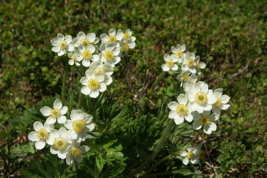 Image of Anemonastrum biarmiense (Juz.) J. Holub