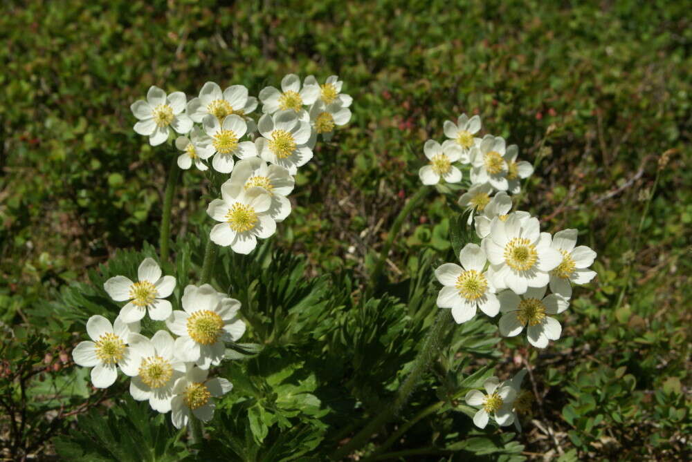 Imagem de Anemonastrum biarmiense (Juz.) J. Holub