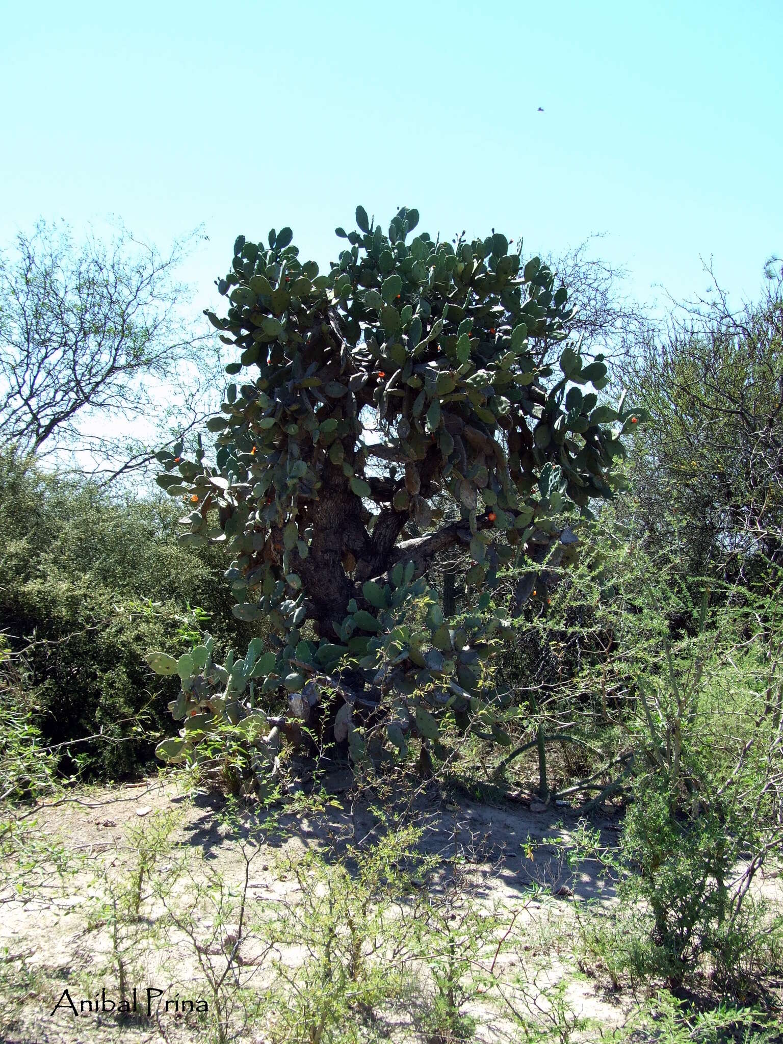 Imagem de Opuntia quimilo K. Schum.