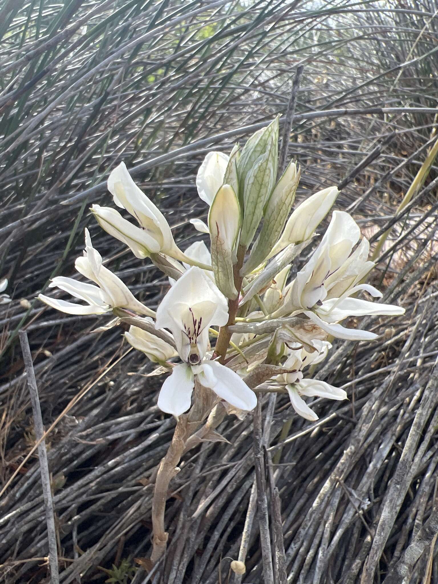 Sivun Disa draconis (L. fil.) Sw. kuva