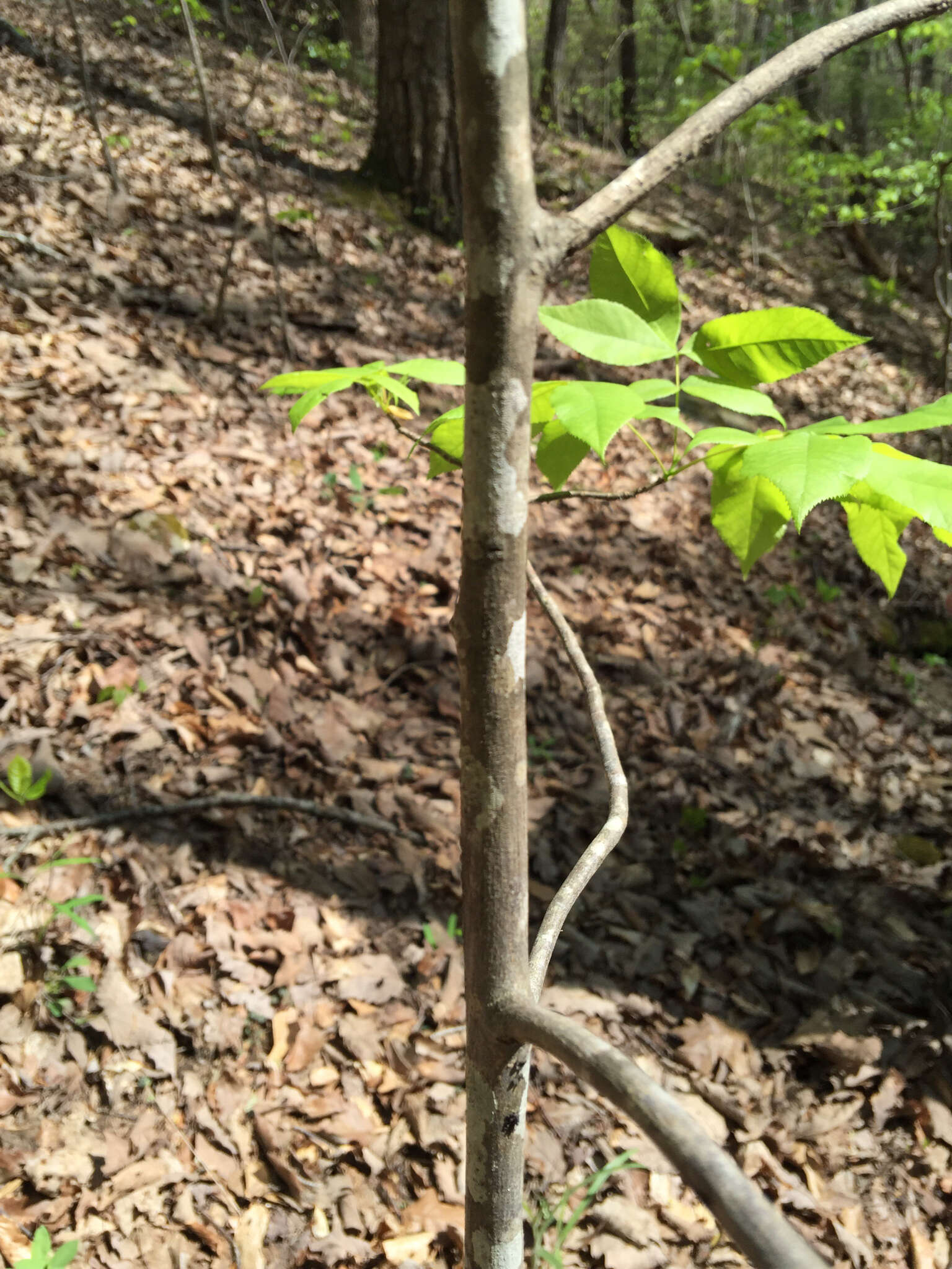 Image of Carya glabra var. glabra