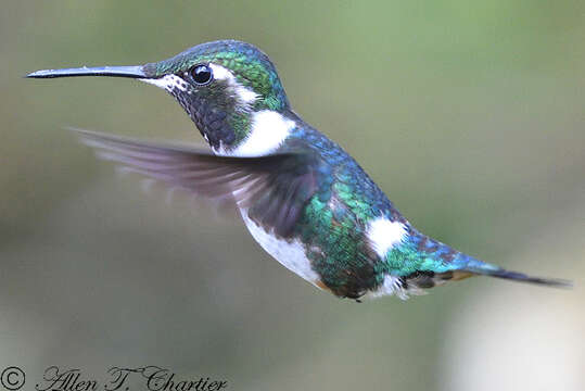 Image of White-bellied Woodstar