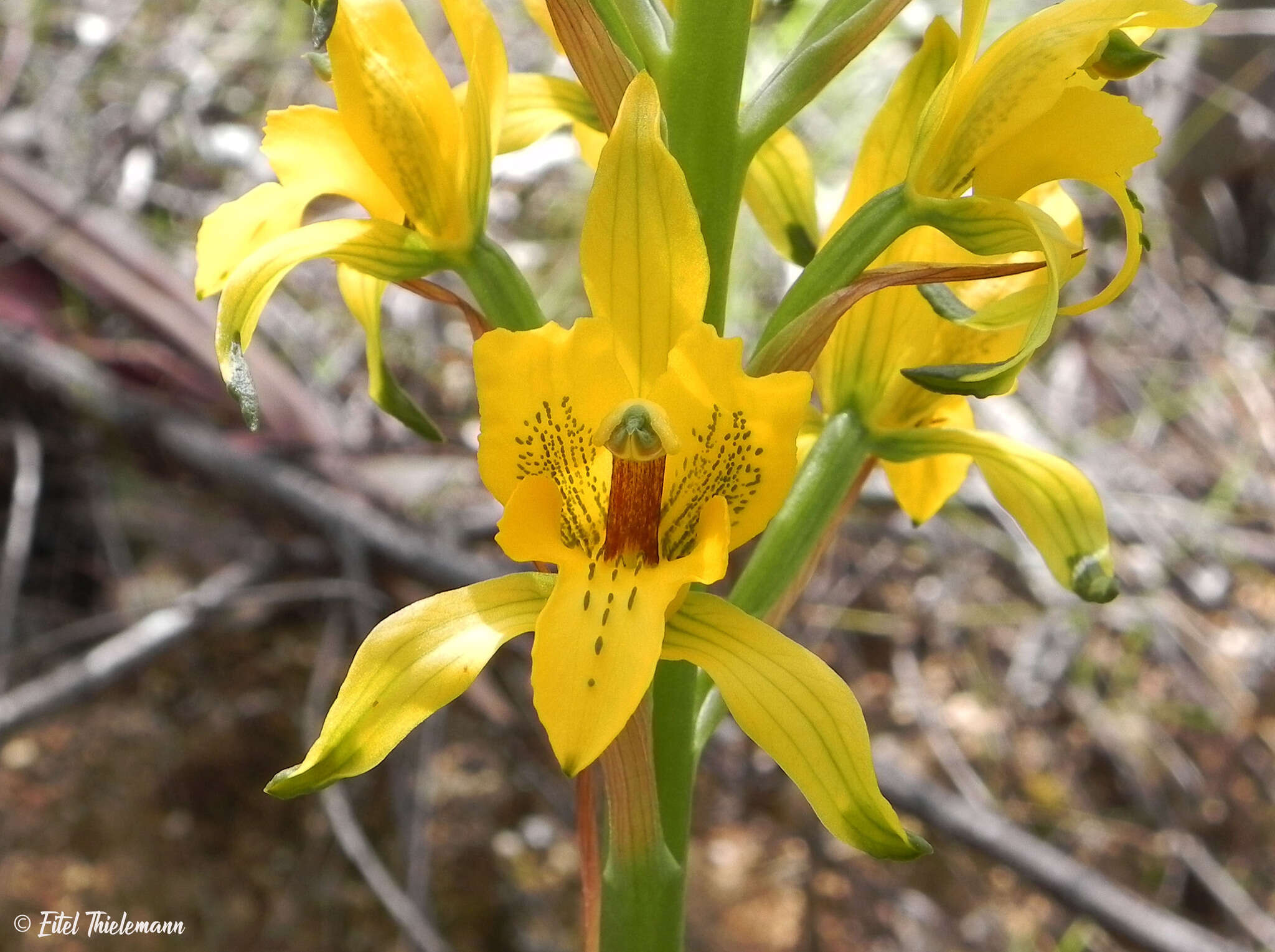 Image of Chloraea gavilu Lindl.