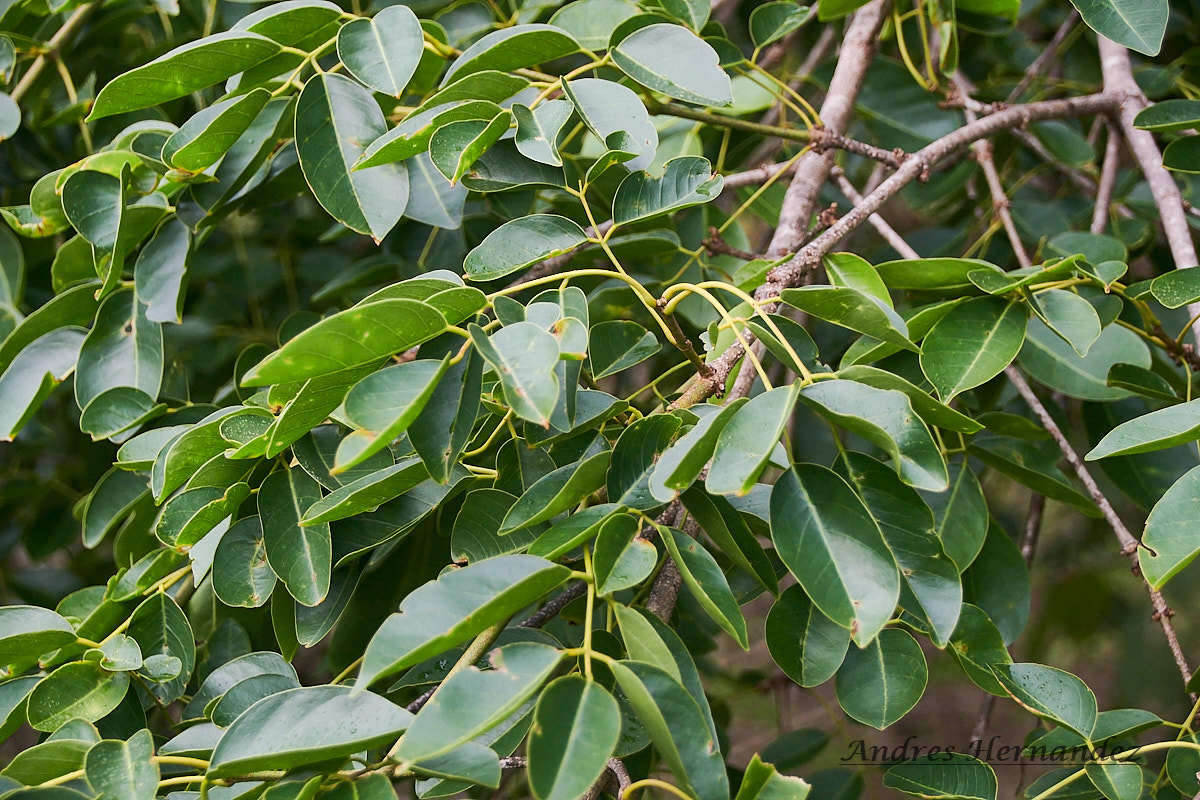 Image of Platymiscium pinnatum (Jacq.) Dugand