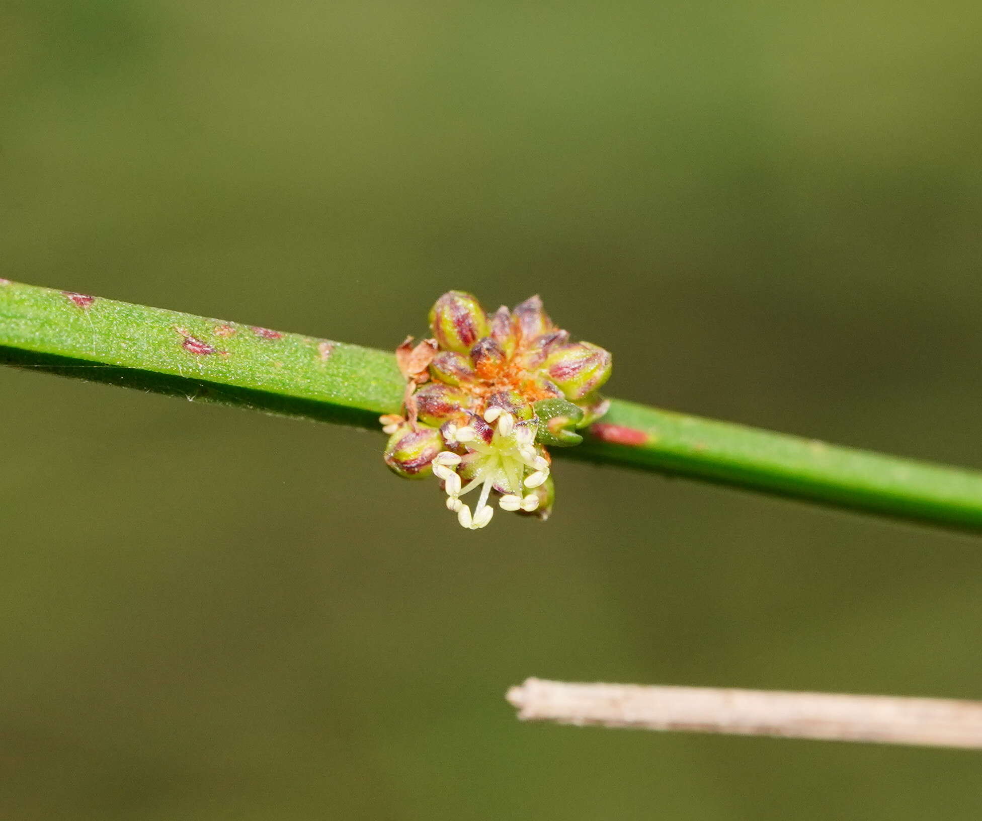 Amperea xiphoclada var. xiphoclada的圖片