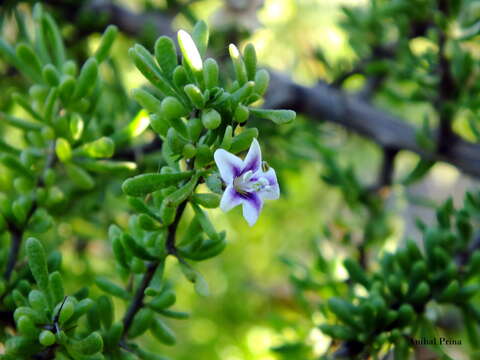 Image of tropical desert-thorn