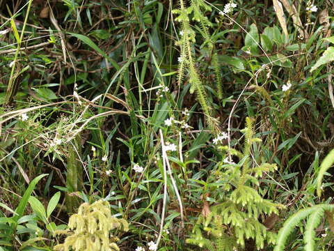 Image of Epidendrum fimbriatum Kunth