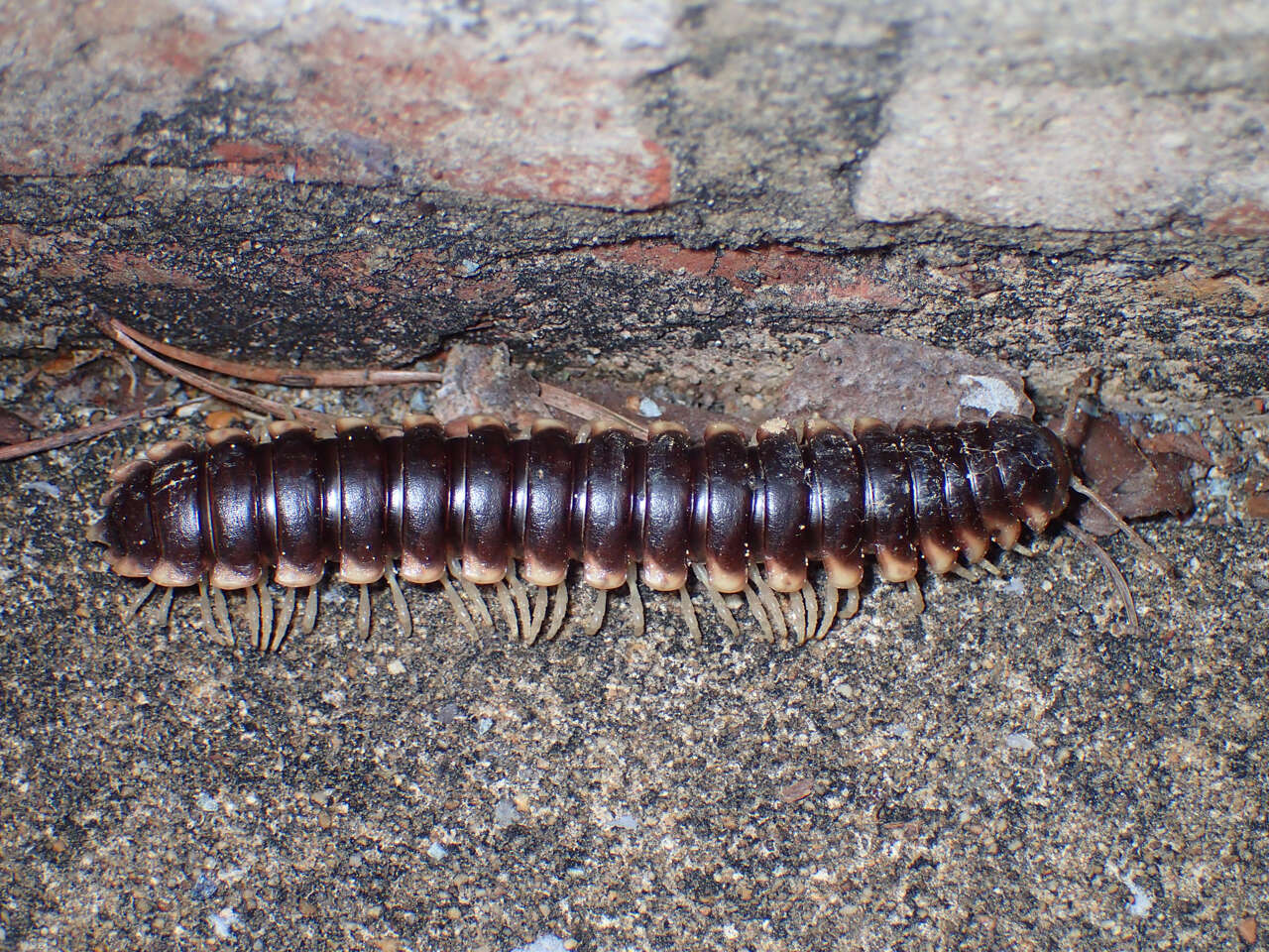 Image of Pachydesmus crassicutis hubrichti Hoffman 1958