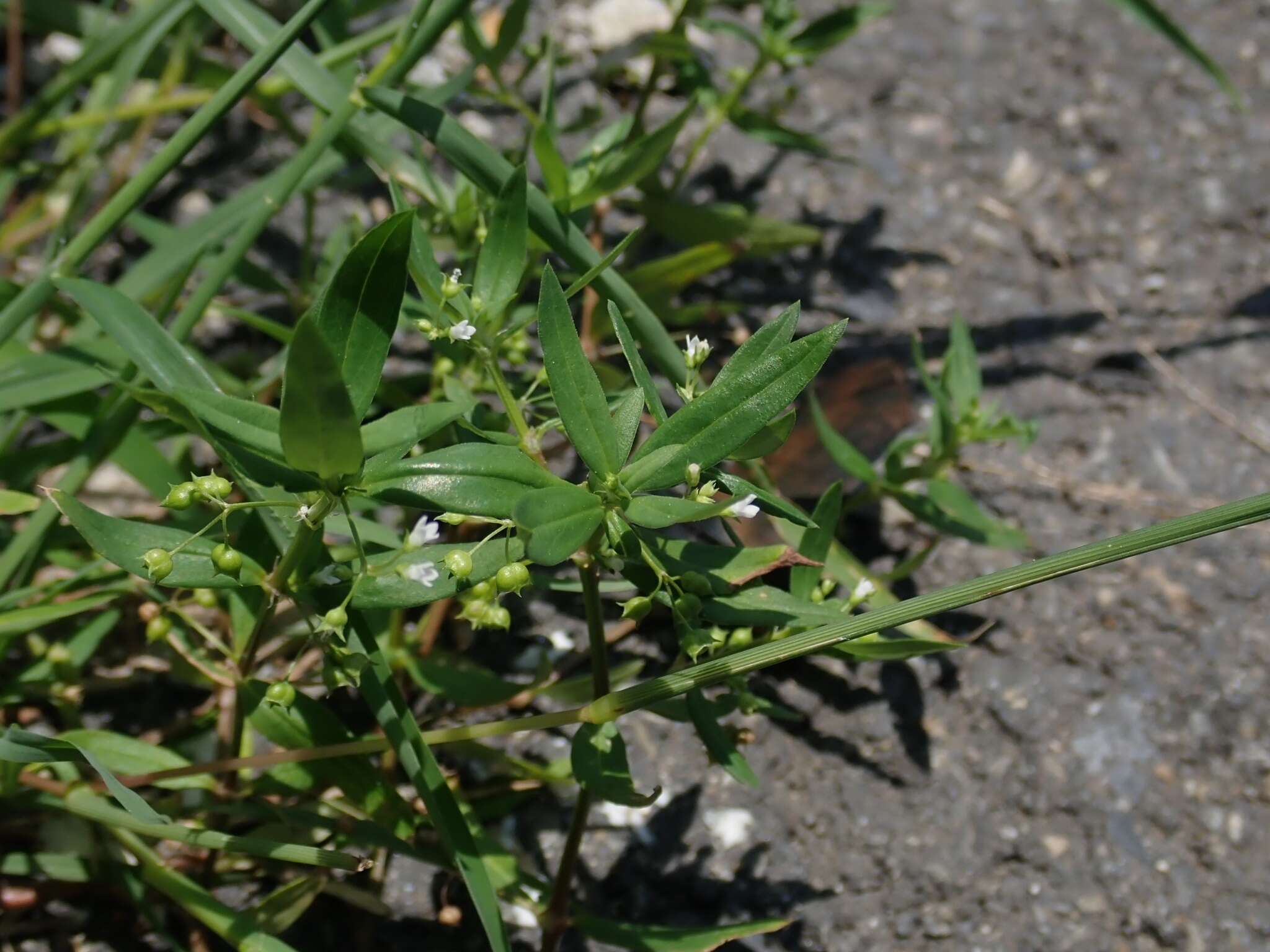 Image of Flat-Top Mille-Graines