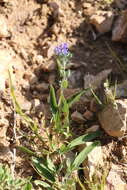 Imagem de Caryopteris mongholica Bunge