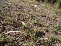 Image of Onion weed