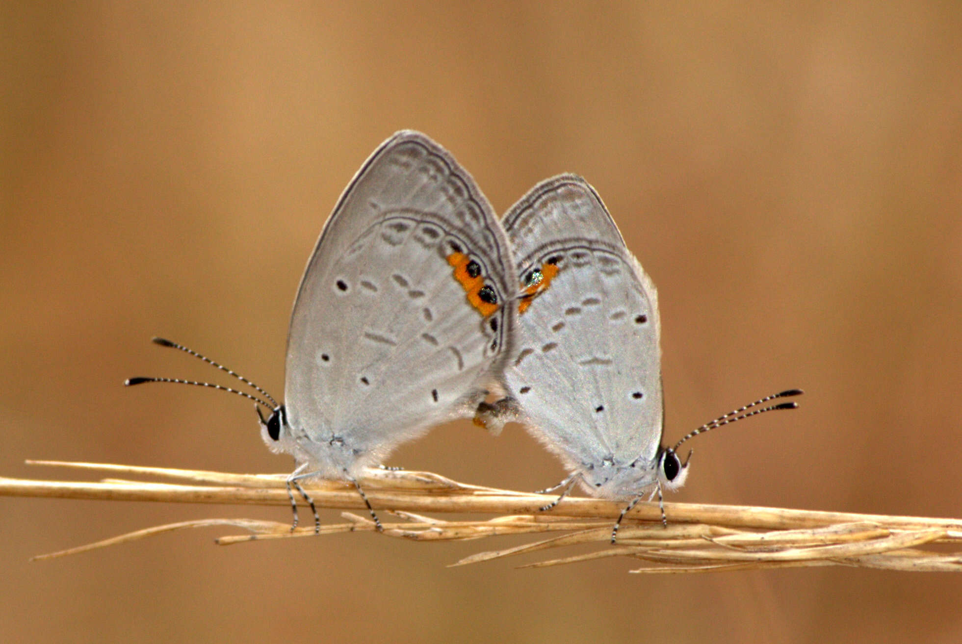 Image of Everes lacturnus Godart