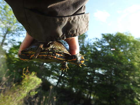 Image of Southern painted turtle