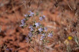 Imagem de Eriastrum eremicum subsp. zionis (T. T. Craig) S. J. De Groot