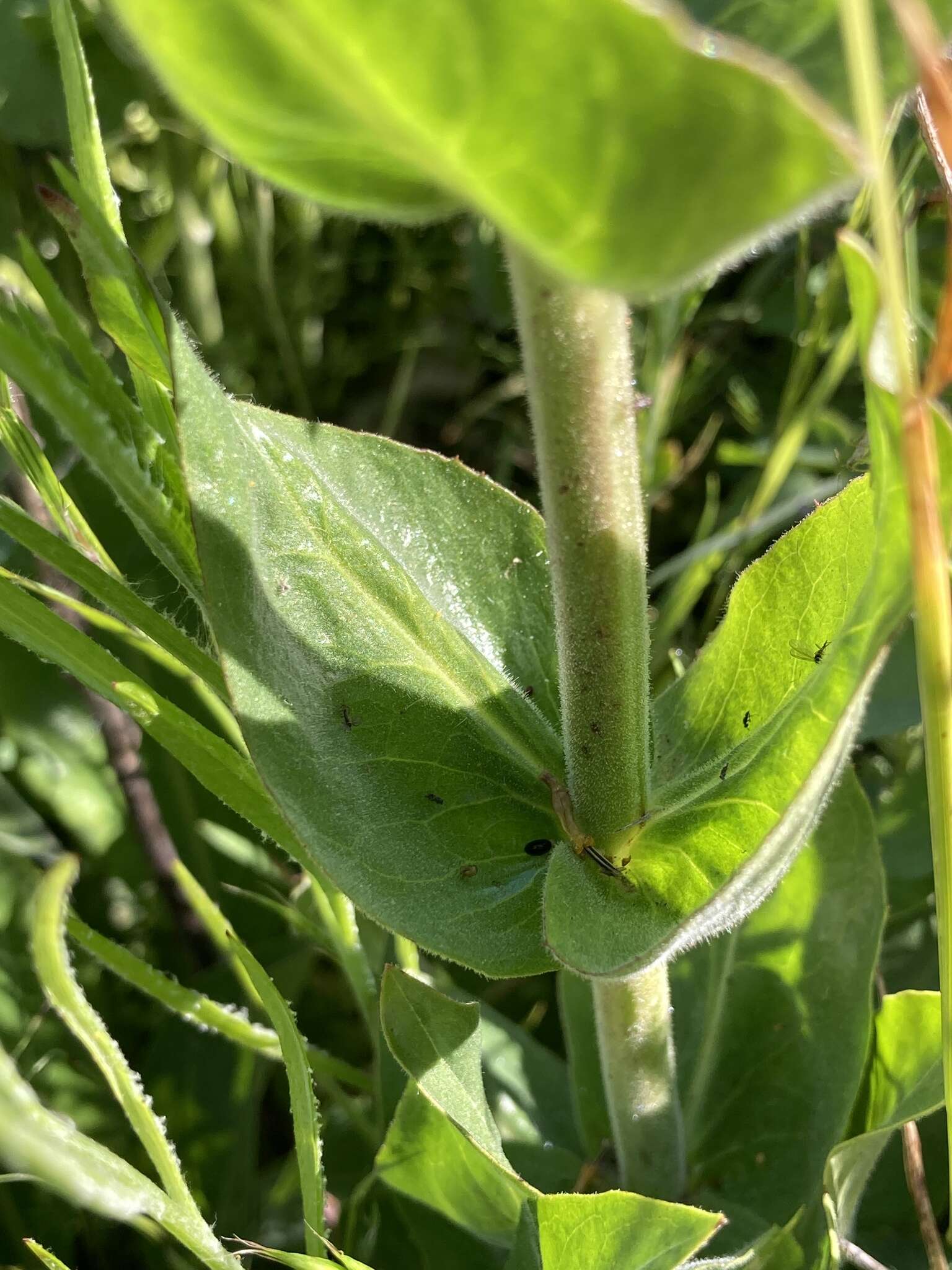 Image of stickystem penstemon